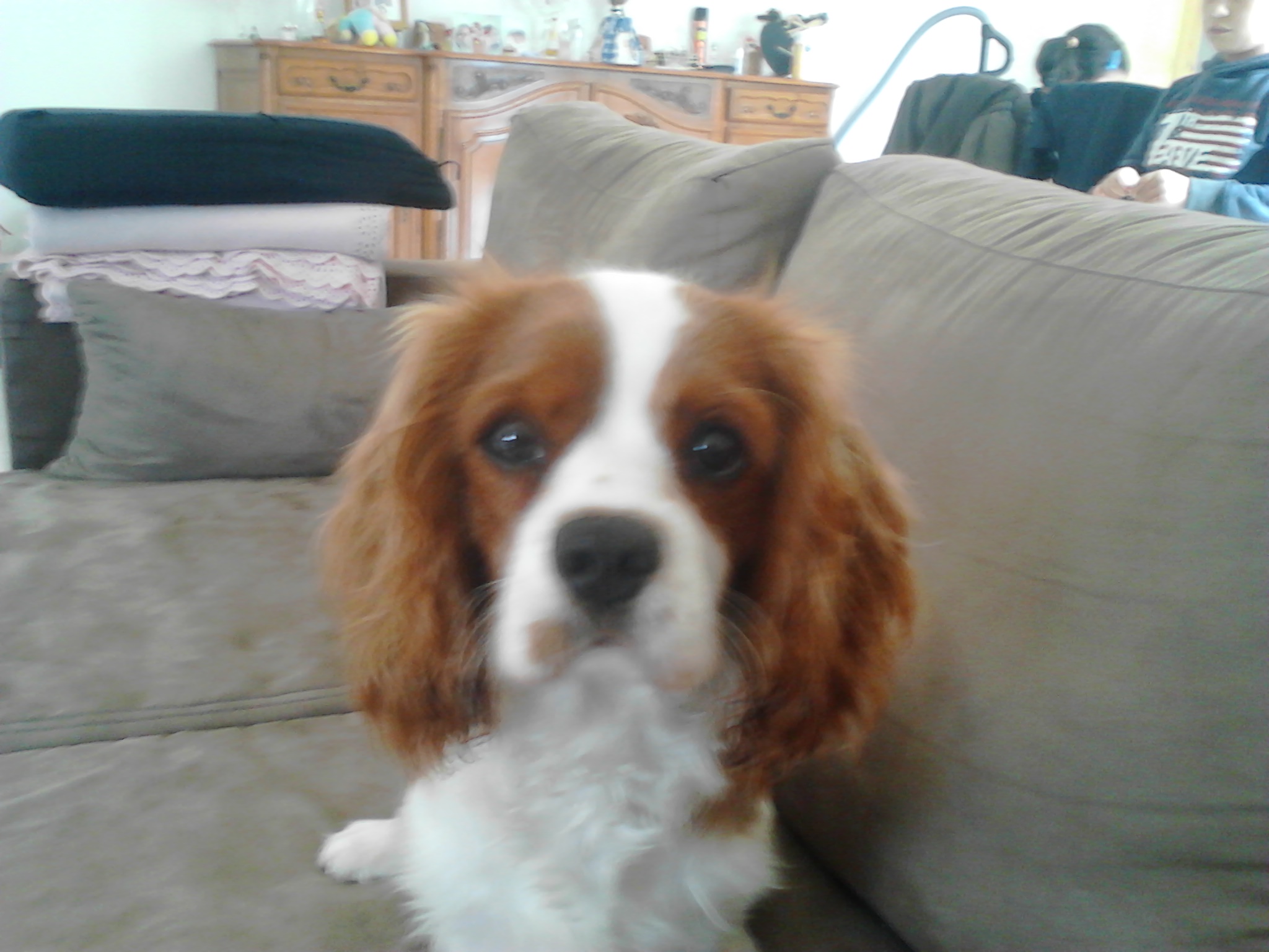 Cavalier king charles